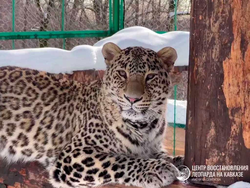 Сочинский центр восстановления леопарда станет отдельным федеральным у