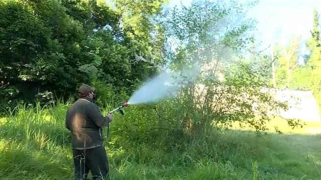 Борьба с вредителями деревьев в Сочи продолжается