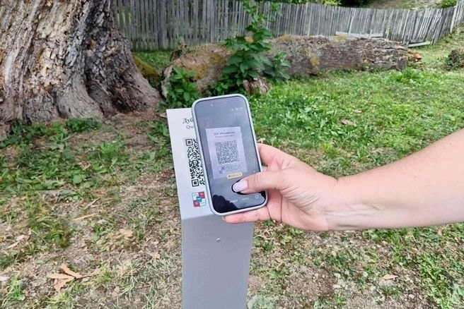 Иберийскому дубу в Сочи присвоили QR-код для сохранения истории