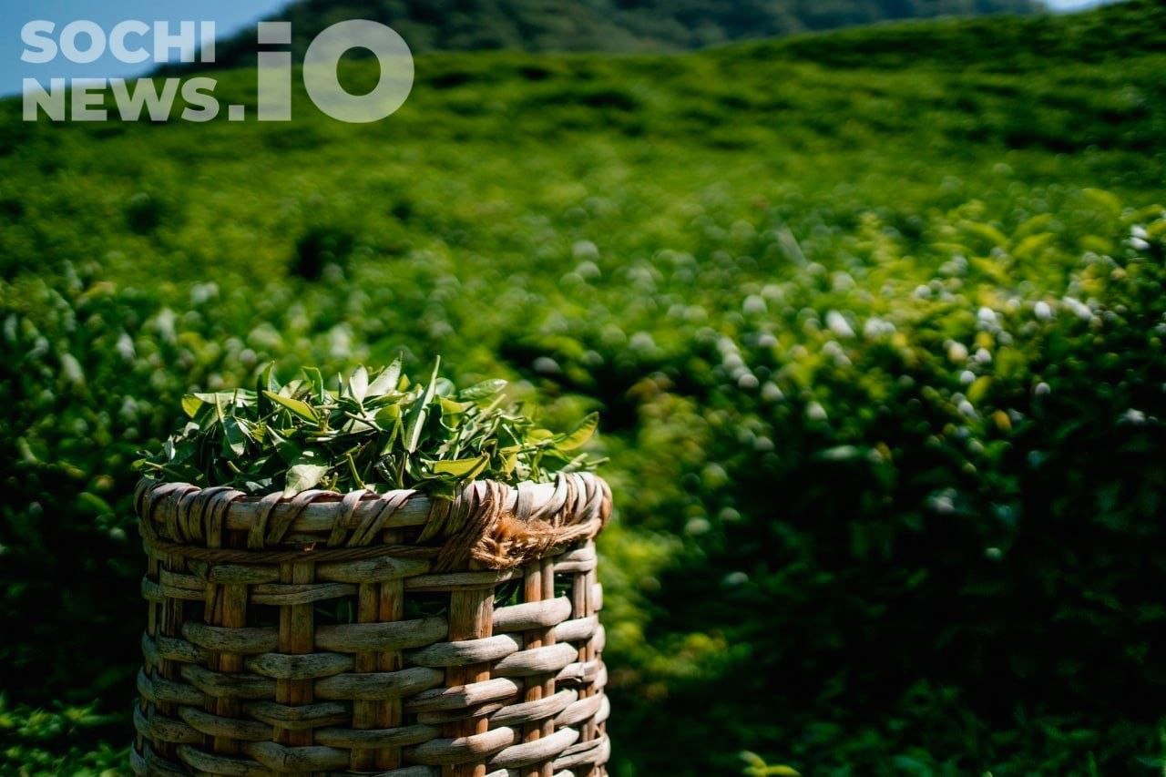 Рост производства чая на Кубани и падение продаж в России