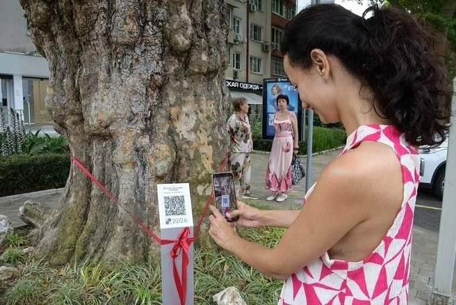 В Сочи добавили три столетних дерева-патриарха с QR-кодами